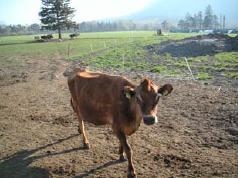 Elsa improvises, 'HoofGrid is not only for horses.  Cattle have hooves, too. And we prefer HoofGrid over muddy, rocky manure.  Please allow me to demonstrate.'