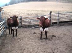 We asked ourselves, 'How many humans does it take to install HoofGrid in our dairy pens?'