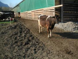 Cattle prefer HoofGrid to other confinement pen flooring, telling us, 'And we stay on the HoofGrid as much as possible.'