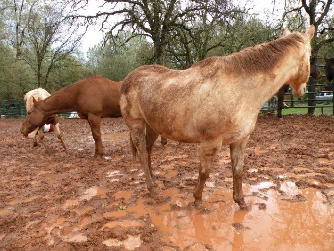 muddy horse paddock