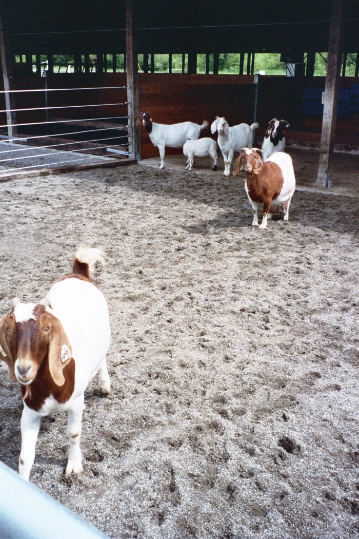 pierce-cd-goat-paddocks-7